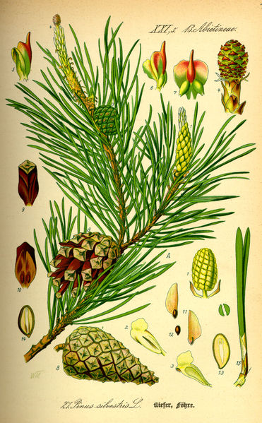 Datei:Illustration Pinus sylvestris0.jpg