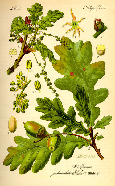 Datei:Illustration Quercus robur0.jpg